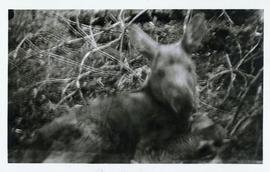 A small moose lying on the ground
