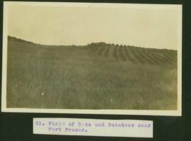 Field of oats and potatoes near Fort Fraser