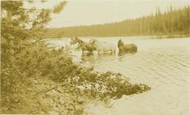 Three horses swimming across a creek leading into Thutade Lake