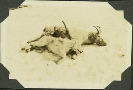 Two dead goats laying in the snow