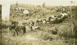 Pack horse train passing the Bedeaux Expedition crew at the North Fork of Cache Creek