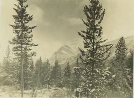 Rocky Mountain vista seen through a snow covered forest