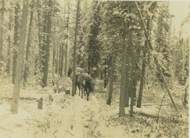 Horse pack train following its mounted leader along a snowy forest path