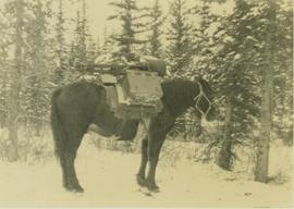 Loaded pack horse carrying Gray's camera equipment