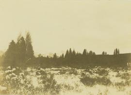 Snowy grassland in front of a forest
