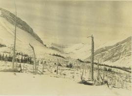 Damaged tree line situated on a snow covered mountain slope