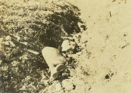 The second big horn sheep taken by Prentiss Gray, lying in a dry creek bed