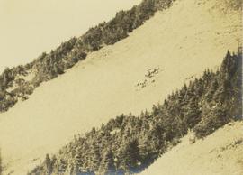 Herd of big horn sheep on a mountain slope