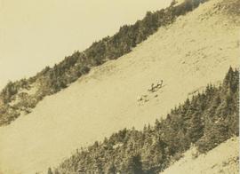 Herd of big horn sheep on a mountain slope