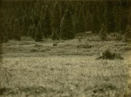 Caribou on a grassy plateau