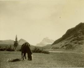 Pack horse grazing in a grassy field, north side of Etim Mountain visible in background