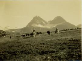 Pack horses being led across grassy plateau, Mt. Koona visible in background