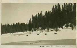 Six moose walking along a frozen river near Prince George, BC
