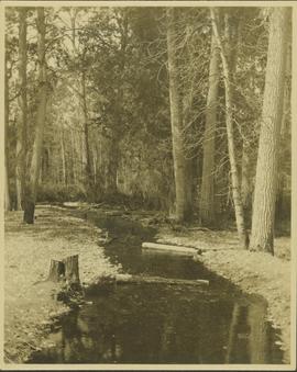 Unidentified creek running through a forested area