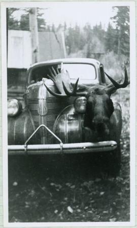 Moose Head Sitting on Hood of Car