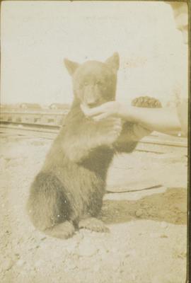Unidentified man hand feeding a bear cub