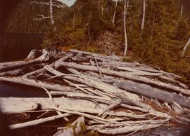 Driftwood on Klemtu Lake