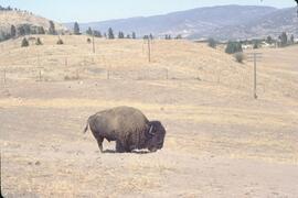 Buffalo at Okanagan Game Park in Kaleden