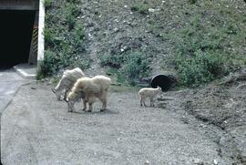 Mountain goats in Rogers Pass