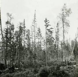 Conditions after clear cut logging at Main Access Road, Aleza Lake Forest Experiment Station