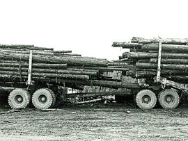 Close-up of two fully loaded logging truck trailers hitched together
