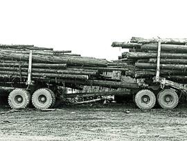 Close-up of two fully loaded logging truck trailers hitched together
