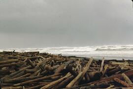 Piles of washed up logs on beach at Coal Creek on the West Coast Trail