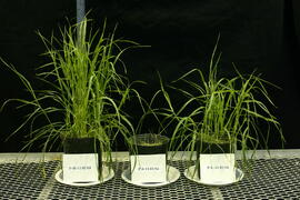 Plants in UNBC Enhanced Forestry Lab