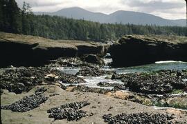Mussels on shoreline at Tsusiat Falls on the West Coast Trail