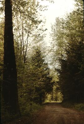 Trail at Mount Benson Regional Park