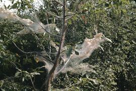 Insects on chokecherry tree in Oliver