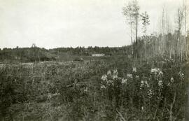 View of Fort Fraser townsite
