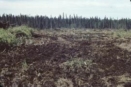 New cultivation near Fort Nelson