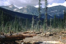 Tree blowdown at Sage Creek