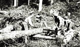 Survey crew bucking up a spruce log to make camp furniture