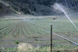 Irrigated onion crops, Keremeos