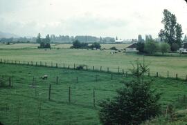 Pastures with grazing cattle and sheep near Dewdney