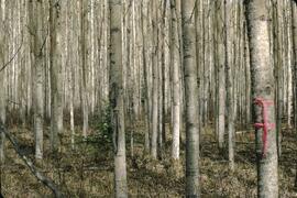 Aspen stand at Murdale