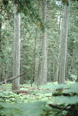 Cedar forest and devils club at Suskwa River