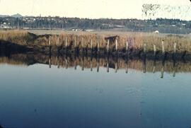 Foley wetlands in the Lower Fraser Valley