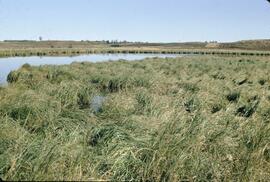Waterfowl lands at Pineview