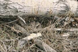 Sharptail grouse nesting at Rose Prairie