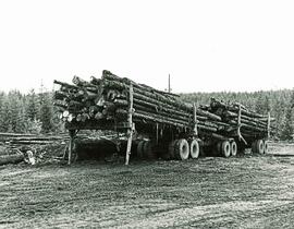 Two fully loaded logging truck trailers hitched together