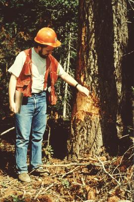 Michael Jull identifying basal scarring on Douglas fir, Summit Lake