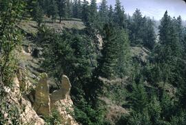 Slump and douglas fir near Kamloops