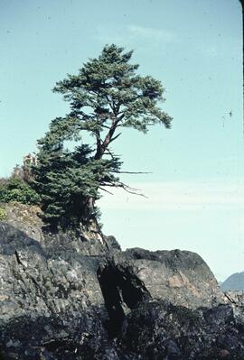Shorescape at Anthony Island
