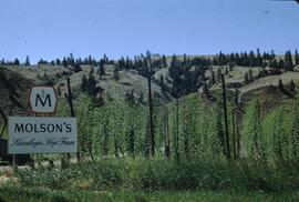 Molson's Canadian Kamloops Hop Farm