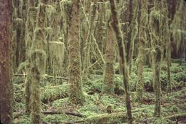 Stand of moss covered trees near Tlell River