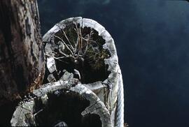Willow on piling at Queen Charlotte City