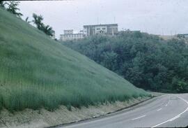 Slope stabilization with rye, Trail